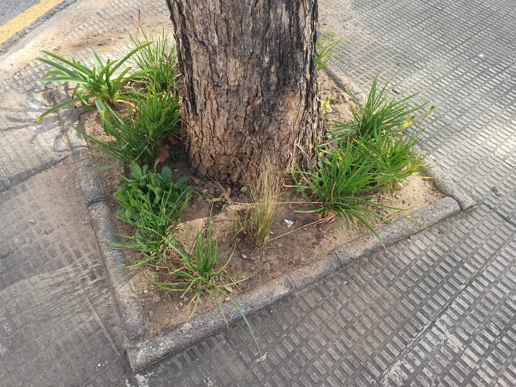 escocell naturalitzat