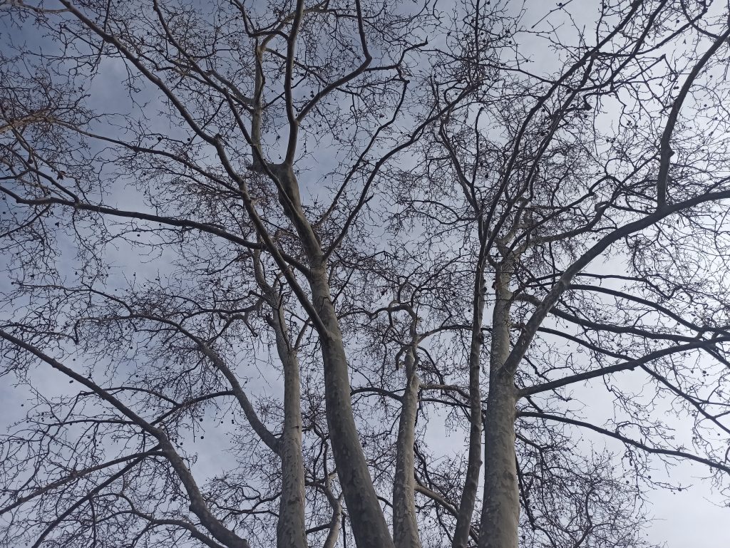 Arbrat urbà 1 IMG 20210203 144606