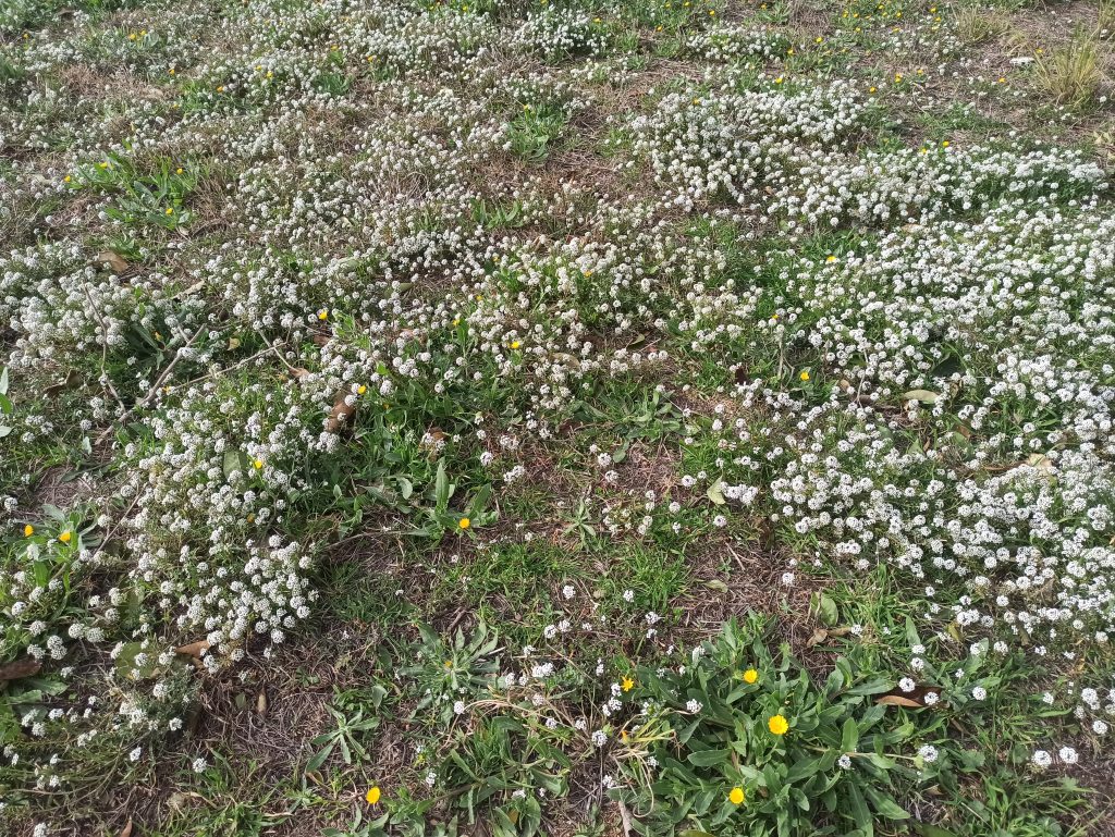 Desbrossament 4 IMG 20210203 145815