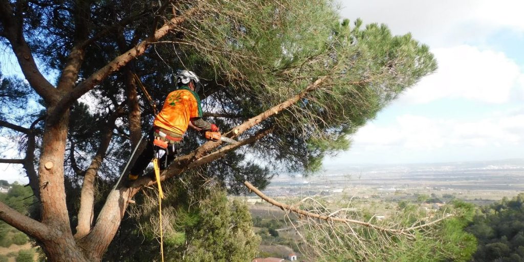 Poda d'arbres 5 serveis arboricultura poda arbres reus tarragona portada
