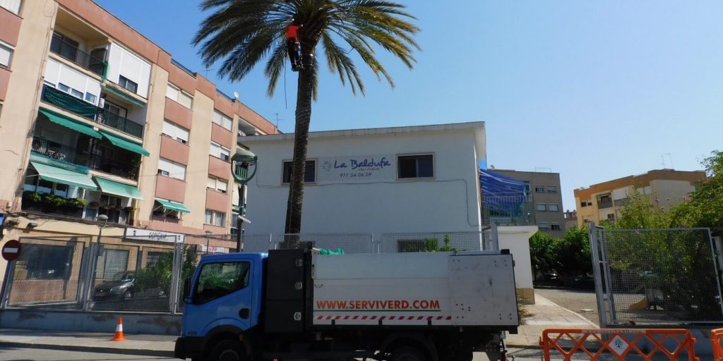 Poda de palmeres 4 serveis arboricultura poda palmeres reus tarragona portada