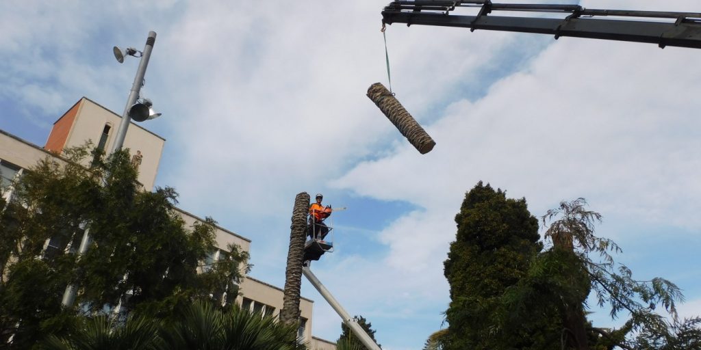 Tala d'arbres i palmeres 3 serveis arboricultura tala arbres palmeres reus tarragona portada