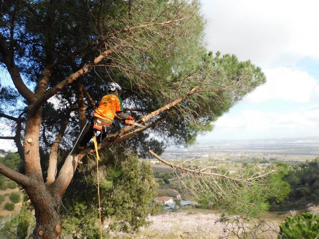 serveis arboricultura poda arbres reus tarragona